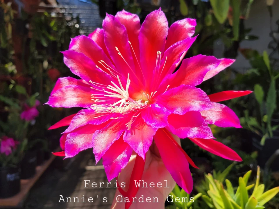 Epiphyllum Ferris Wheel Unrooted Cuttings – 8–10 in Orchid Cactus Live Cuttings