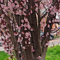 Cherry Plum Tree Cuttings – 3 Unrooted Prunus cerasifera 6" Scions for Propagation