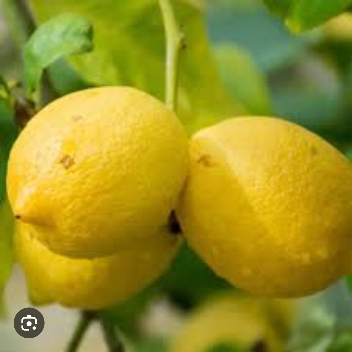 Italian Lemon Citrus limon Live Cutting – 6–8 inch, Bare Cutting for Rooting or Grafting