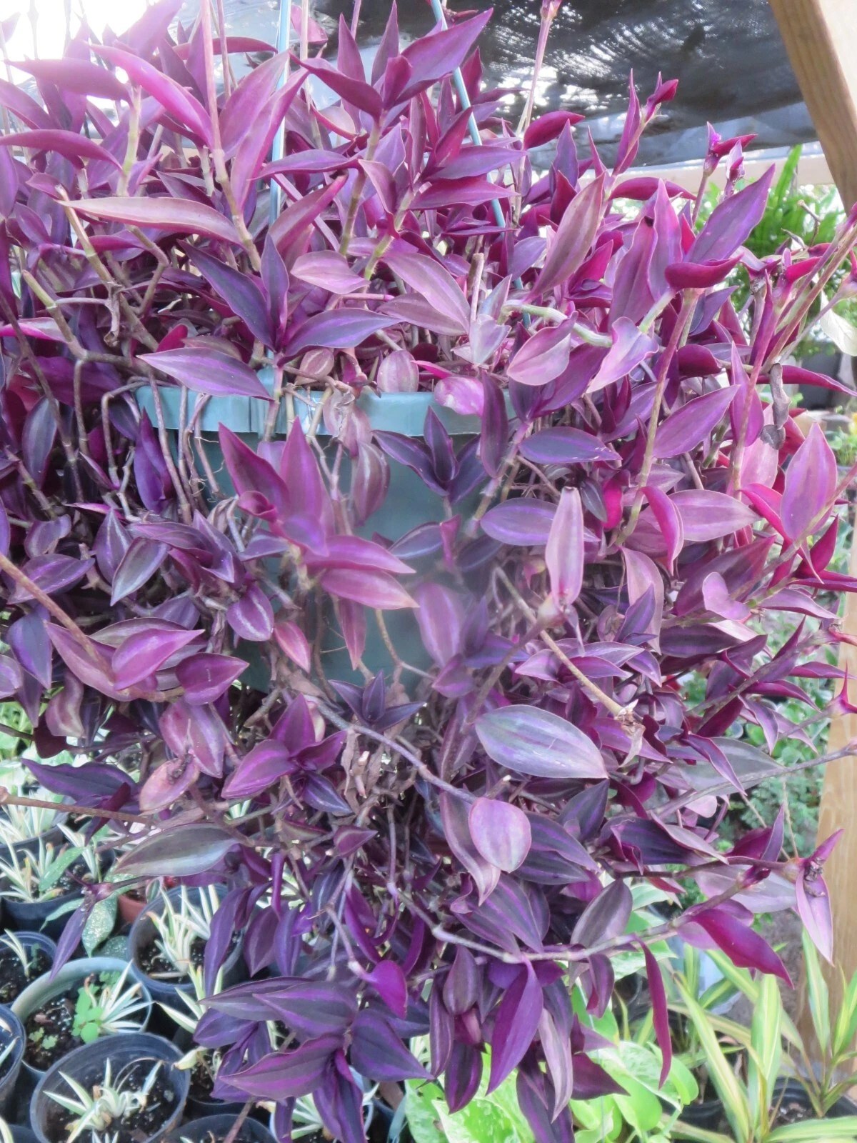 Tradescantia zebrina Dark Burgundy Cuttings - 20 Live Unrooted Wandering Jew Plant Cuttings