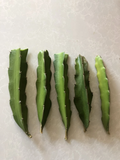 Red Dragon Fruit Cuttings - 5 Unrooted Hylocereus Cactus Cuttings, Pink Skin
