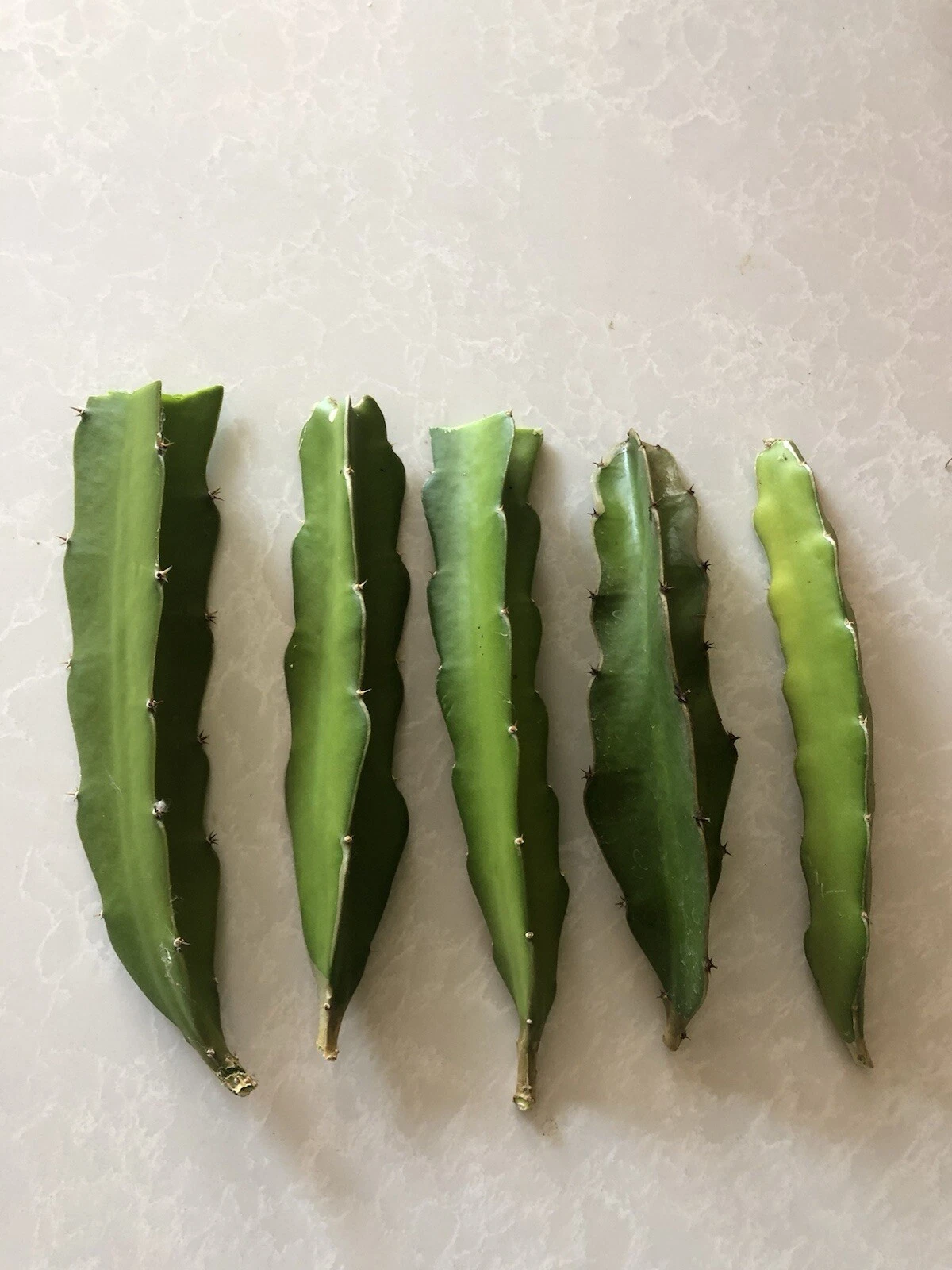 Red Dragon Fruit Cuttings - 5 Unrooted Hylocereus Cactus Cuttings, Pink Skin
