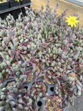 Ruby Necklace Succulent Plug | Othonna capensis Trailing Houseplant