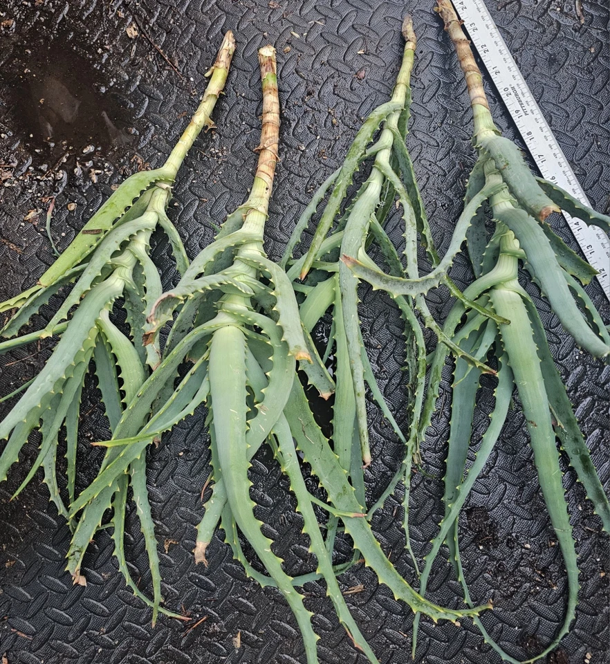 Aloe arborescens Cuttings – 4 Fresh Unrooted Tree Aloe Starts