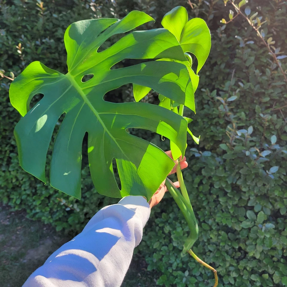 Monstera deliciosa Rooted Cutting | Swiss Cheese Plant, Live Indoor Tropical Houseplant