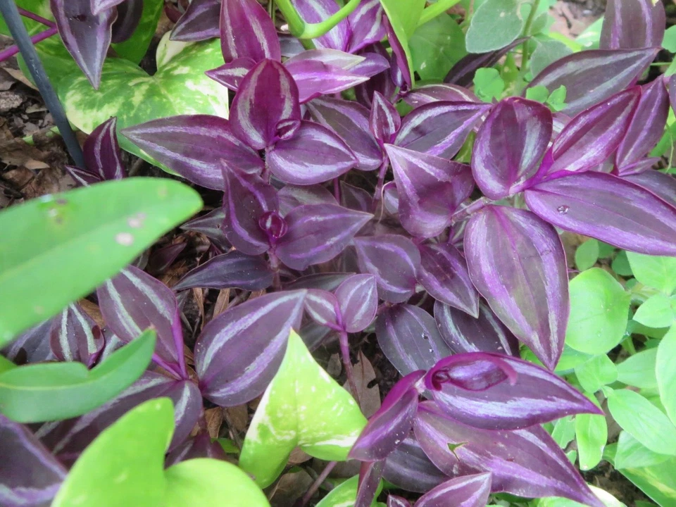 Wandering Jew Burgundy Tradescantia Zebrina - 10 Unrooted Cuttings