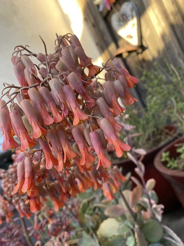 Kalanchoe Marnieriana Cuttings - 6 Unrooted Succulent Cuttings for Containers