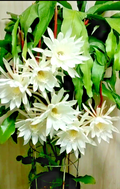 Night Blooming Cereus Epiphyllum oxypetalum Cuttings – 2 Unrooted 8–10"