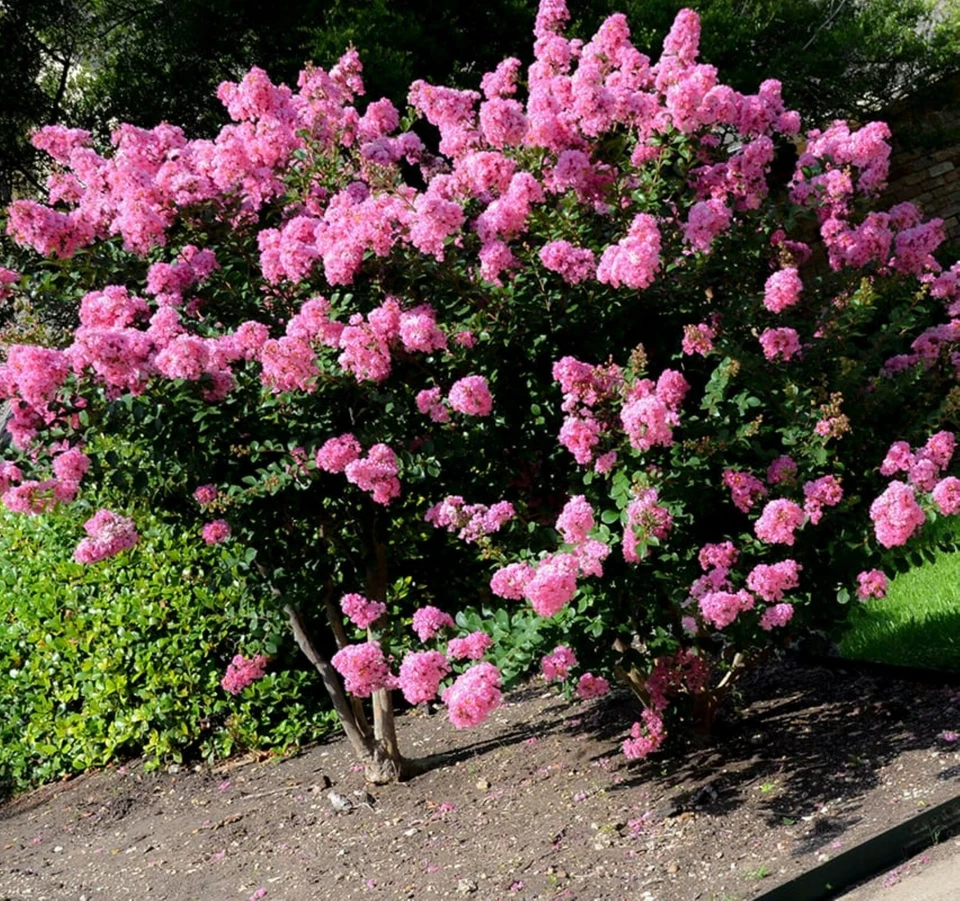 Crape Myrtle Cuttings - 7 Unrooted Fresh Stems for Rooting • Lagerstroemia