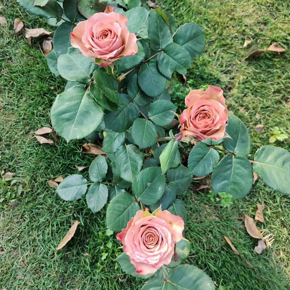 Cappuccino Rose Cuttings - 3 Live Unrooted Rose Cuttings for Rooting or Grafting