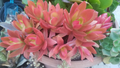 Campfire Succulent Cuttings (Crassula capitella ‘Campfire’) – 3 Unrooted Cuttings for Propagation