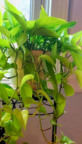 Neon Lemon Lime Pothos Cuttings (Epipremnum aureum) - 6 Live Unrooted for Indoor Propagation