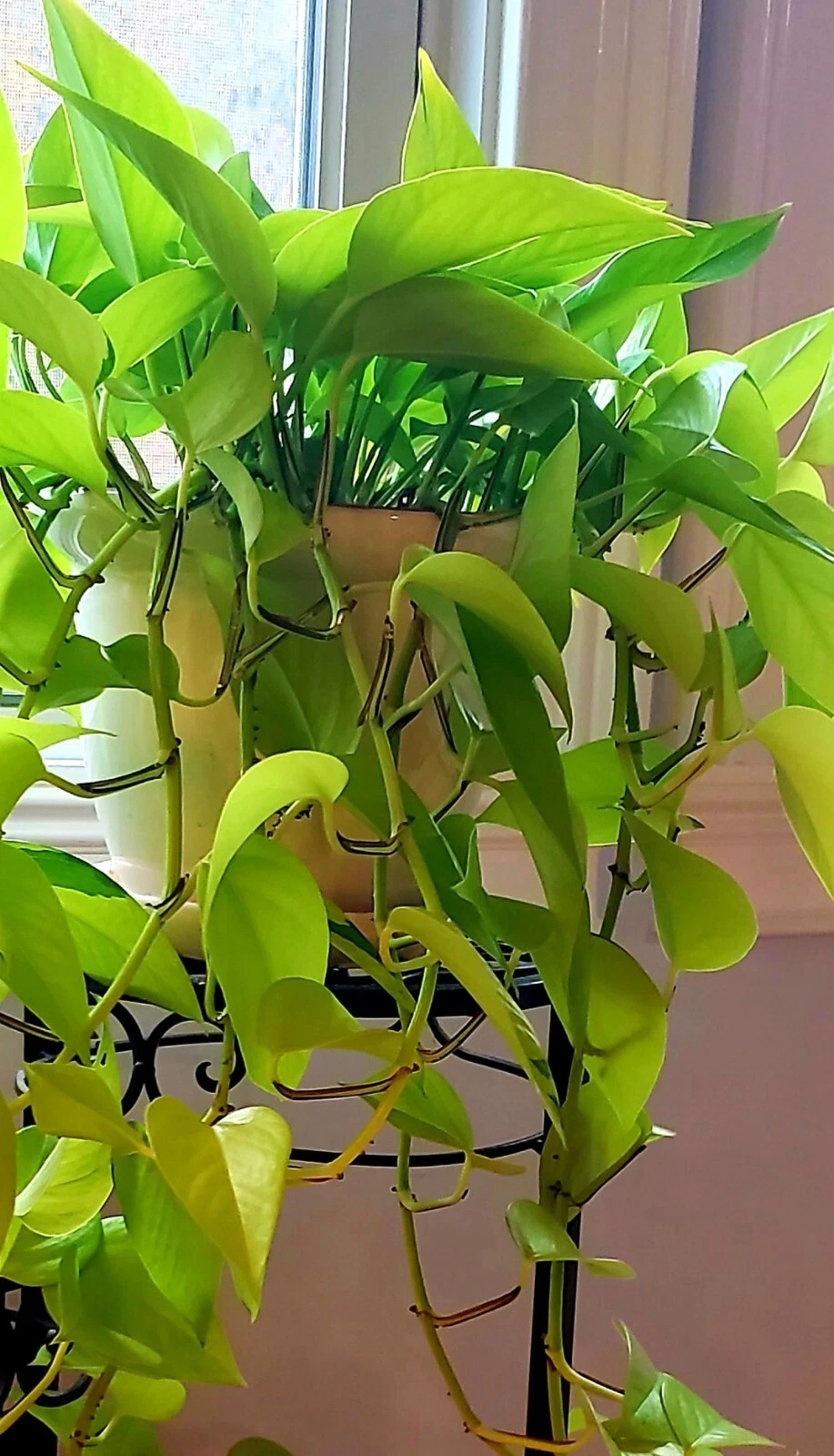 Neon Lemon Lime Pothos Cuttings (Epipremnum aureum) - 6 Live Unrooted for Indoor Propagation