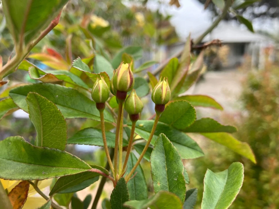 Yellow Lady Banks Rose Cuttings (Rosa banksiae 'Lutea') - 4 Unrooted Thornless Climbing Cuttings