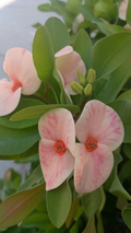 Yogurt Orchid Crown of Thorns Cutting - Euphorbia milii Unrooted Cutting for Rooting