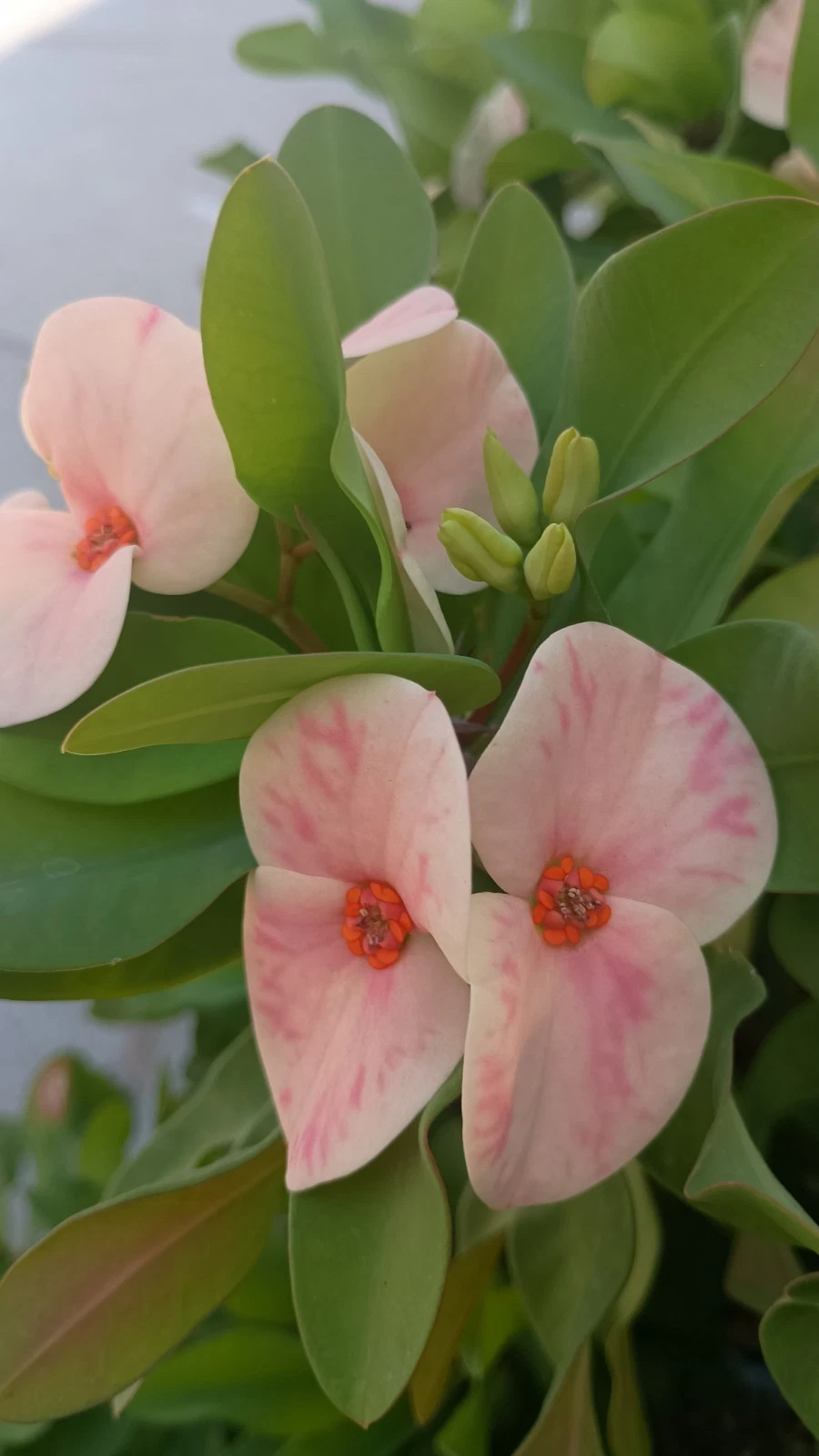 Yogurt Orchid Crown of Thorns Cutting - Euphorbia milii Unrooted Cutting for Rooting