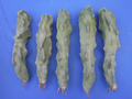 Totem Pole Cactus Unrooted Cutting 8–10 in | Lophocereus schottii monstrosus (Thin Version)