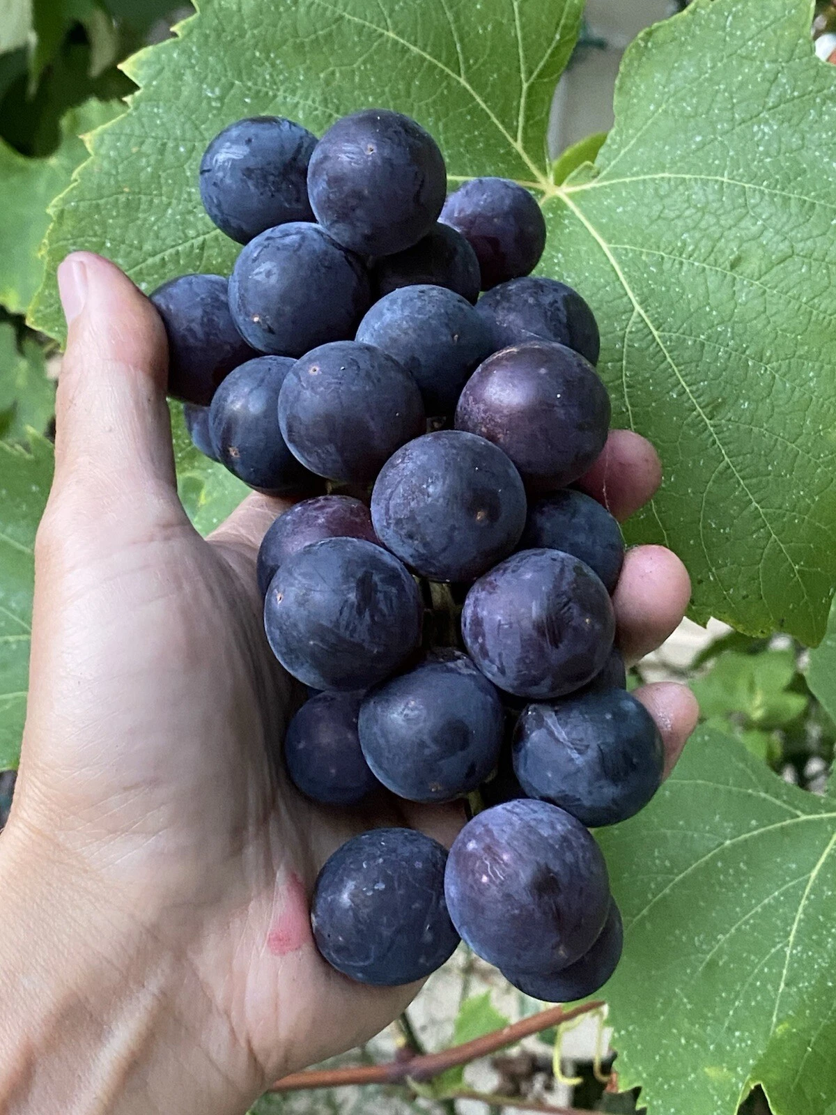 Everest Grape Cuttings – 4 Unrooted 2–3 Node Stems for Grafting or Rooting