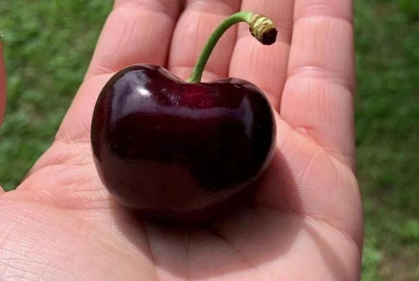 Tamara Cherry Tree Cuttings (Prunus avium) – 3 Unrooted Cuttings for Rooting or Grafting