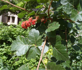 Fragrant Lemon Sumac Cuttings (Rhus aromatica) – 10 Unrooted Stems