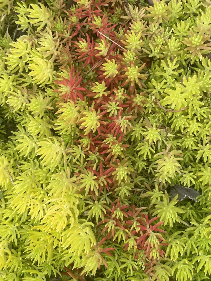 Sedum Angelina Live Bareroot Cuttings - Set of 9 | Hardy Stonecrop Groundcover