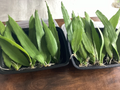 Queen of the Night Cactus Cutting Epiphyllum oxypetalum | Unrooted 4–12" Leaf-Cactus Cutting
