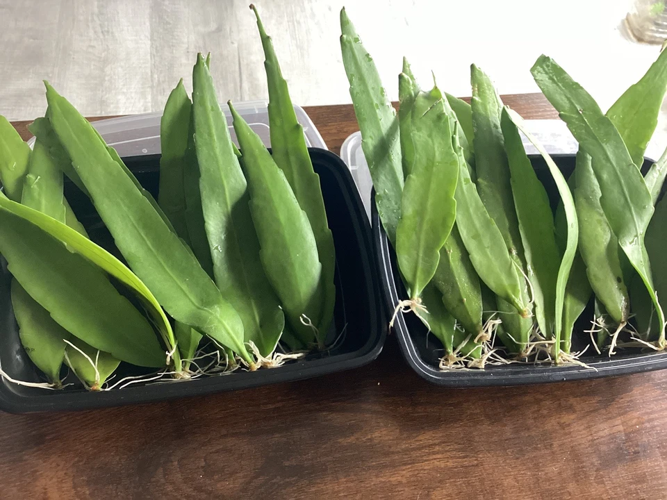 Queen of the Night Cactus Cutting Epiphyllum oxypetalum | Unrooted 4–12" Leaf-Cactus Cutting
