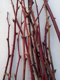 Maine Organic Blackberry Plant Cuttings – 15 Two-Year-Old Bramble Canes, Bare-Root Dormant