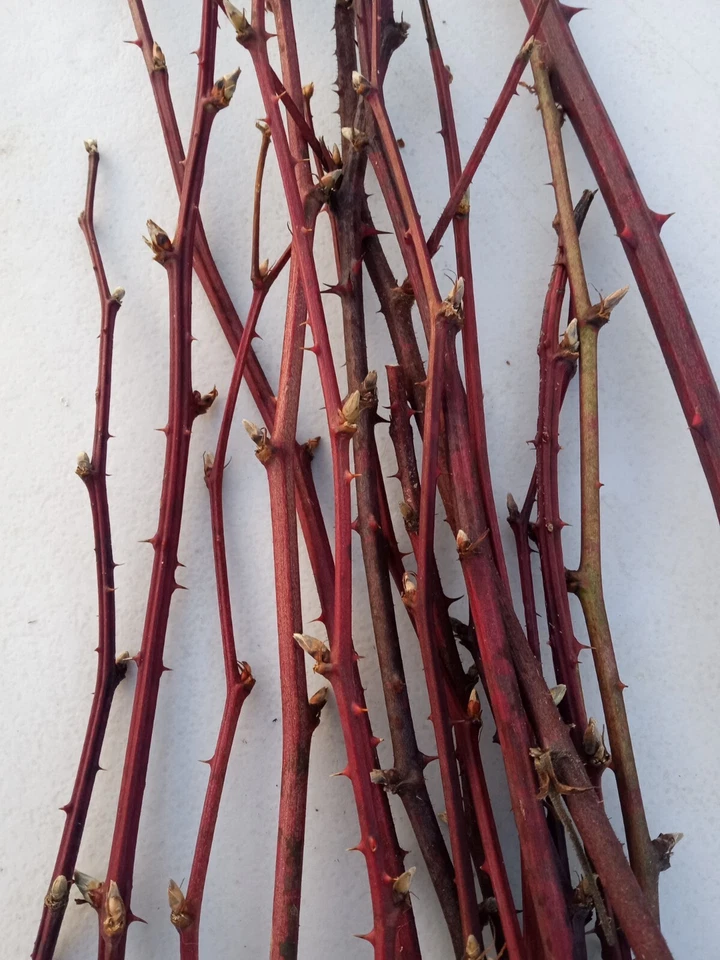 Maine Organic Blackberry Plant Cuttings – 15 Two-Year-Old Bramble Canes, Bare-Root Dormant