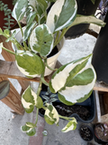 Pothos N’Joy Cuttings – 3 Unrooted Pothos ‘N’Joy’ Stems (Epipremnum aureum) for Propagation