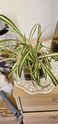 Spider Plant Starter Plants - Chlorophytum comosum, Live Rooted Starter Plants