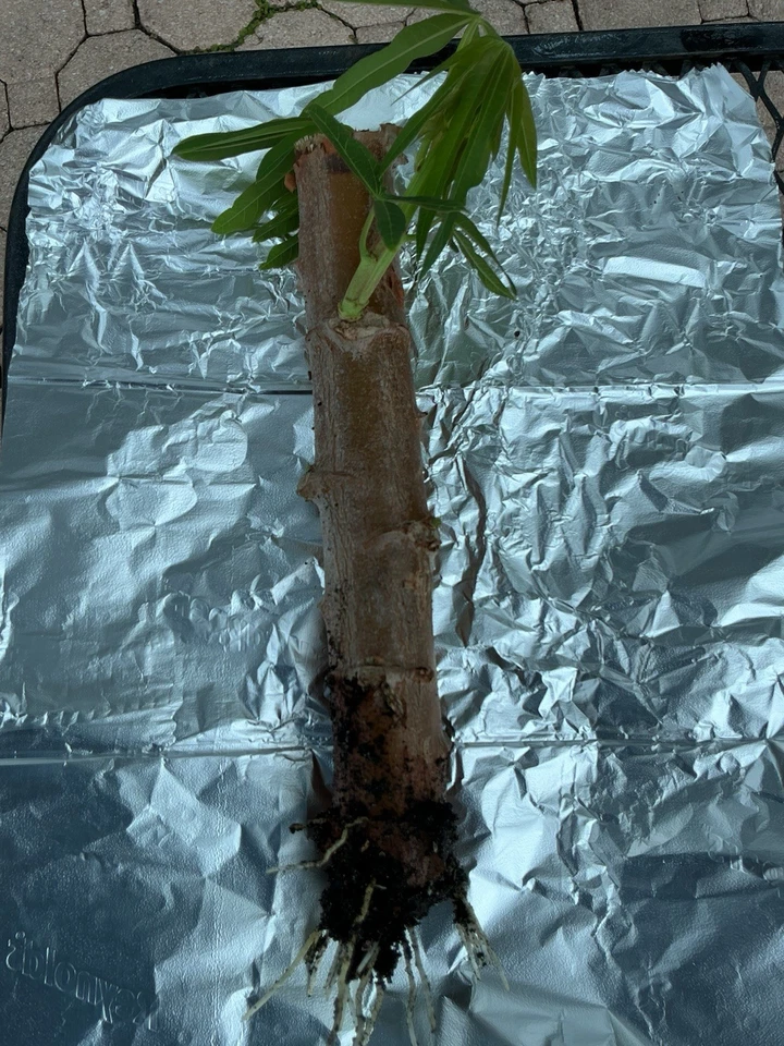 Golden Cassava Manihot esculenta Rooted Cutting — 8–12