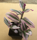 Pink Tradescantia Nanouk Live Plant – 2" Potted Variegated Indoor Starter