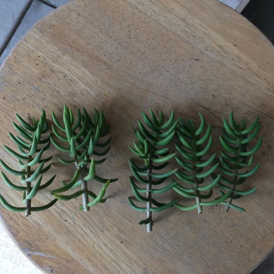 Crassula tetragona Mini Pine Tree Succulent Cuttings – Set of 4 (Unrooted) Bonsai-Style