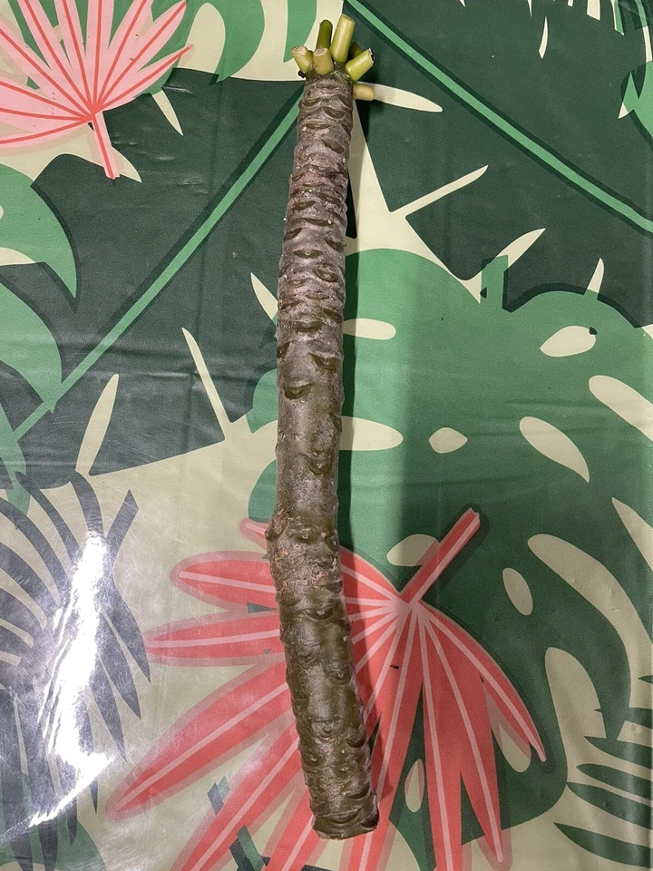 Yellow Plumeria Cuttings - 3 Unrooted 10" Frangipani Stems for Tropical Trees