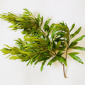 Bayberry Cuttings - Myrica cerifera, 6 Unrooted 12" Live Cuttings