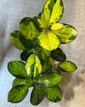 Hoya Australis Lisa Single Node Cutting - Variegated Wax Plant Live Cutting