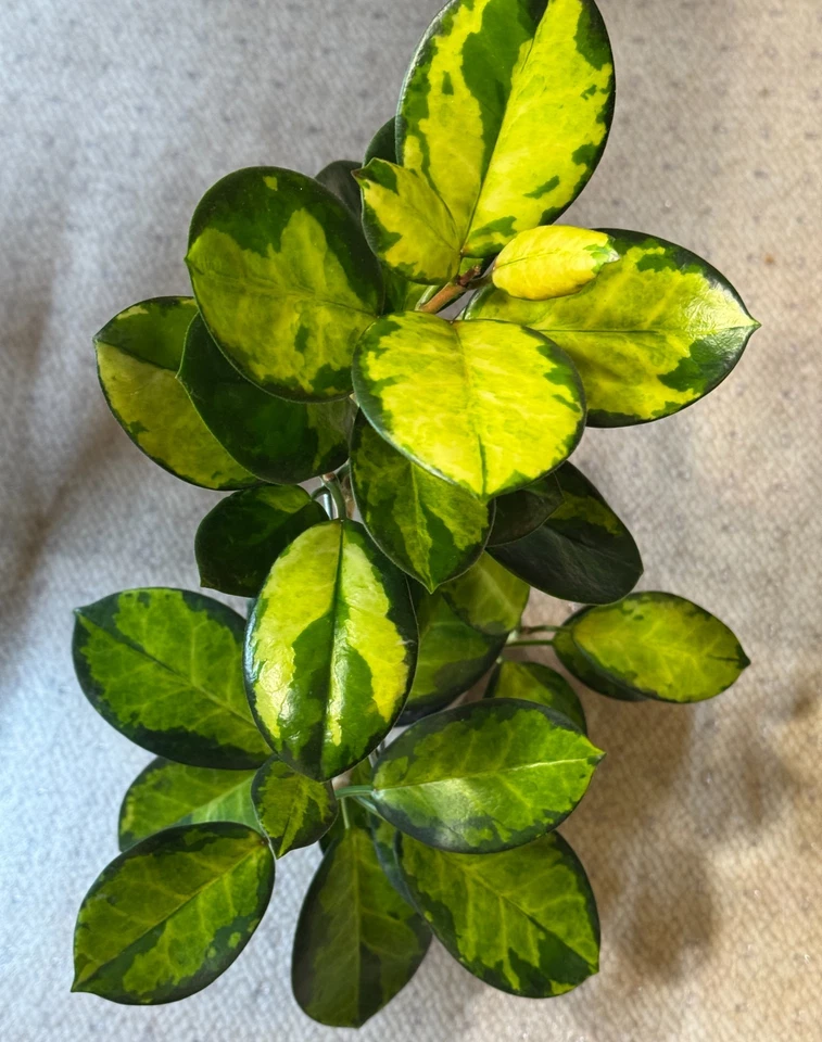 Hoya Australis Lisa Single Node Cutting - Variegated Wax Plant Live Cutting