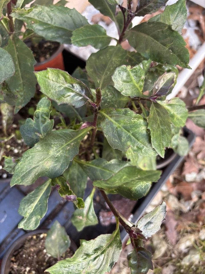 Okinawa Spinach (Gynura bicolor) - 2 Rooted Live Plants | Perennial Greens