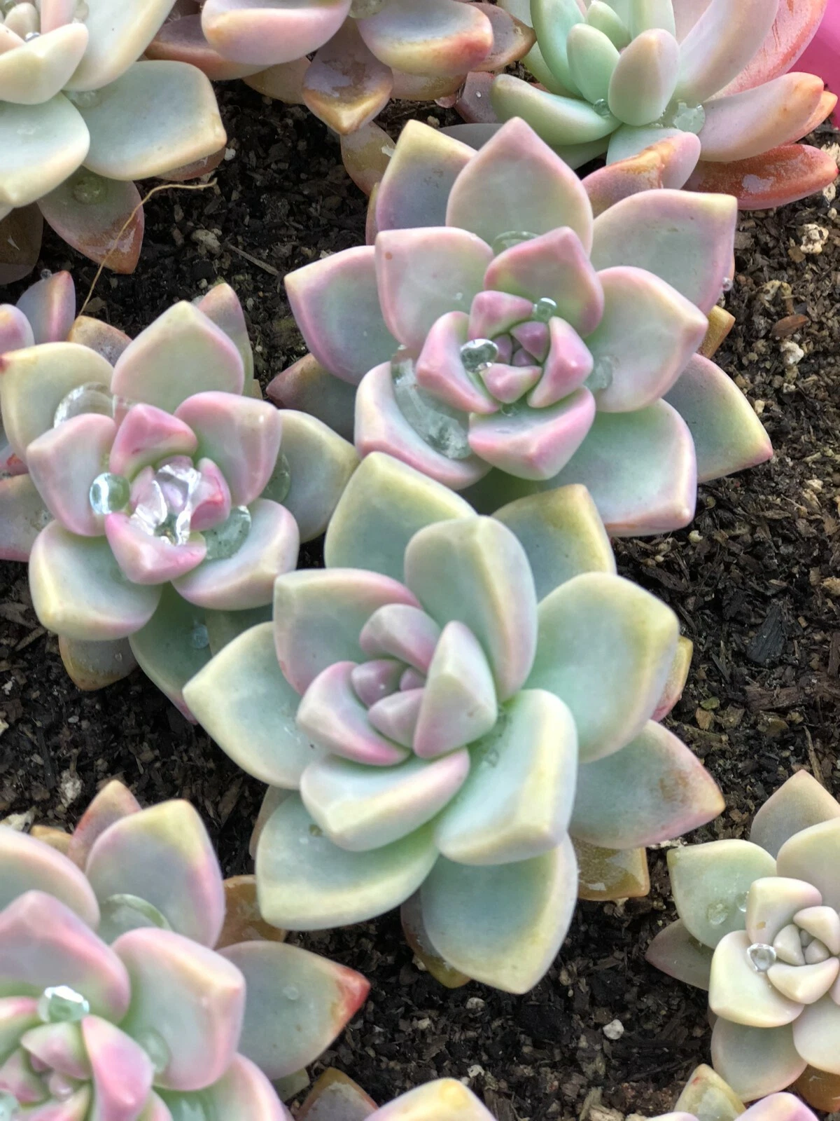 Ghost Plant Cuttings – 4 Unrooted Mother of Pearl Graptopetalum paraguayense