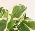 Pearl and Jade Pothos Cutting - Unrooted 3-Leaf Epipremnum aureum ‘Pearl and Jade’