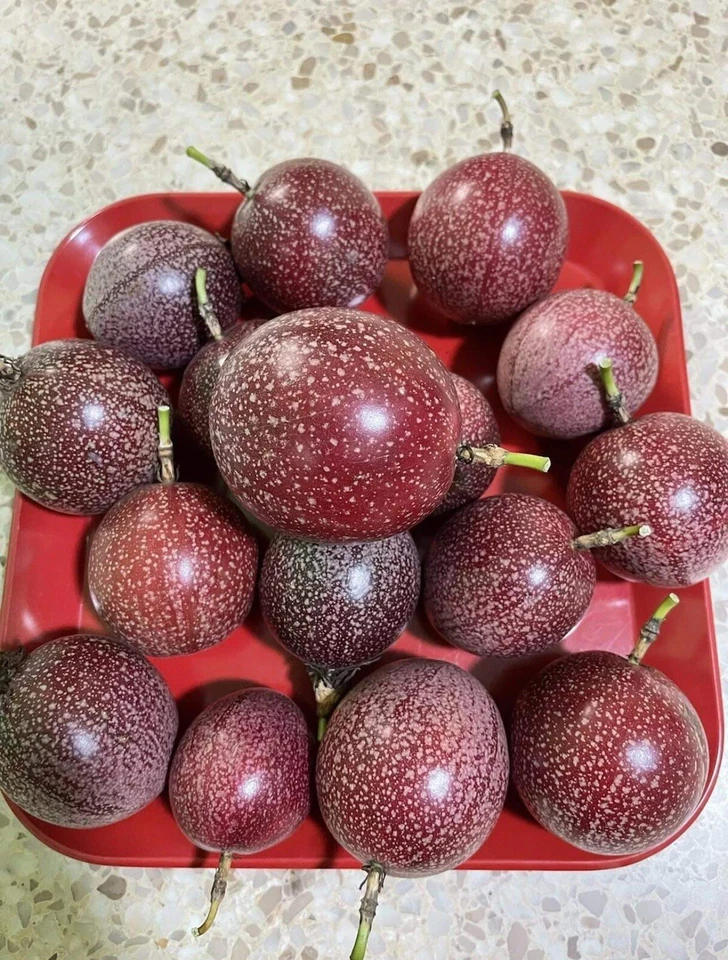 Passiflora edulis Passion Fruit Cuttings – 10 Unrooted 8–10" Pieces