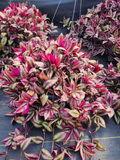 Tradescantia Zebrina Cuttings - 20 Bare 8–12in Wandering Jew Propagation Cuttings