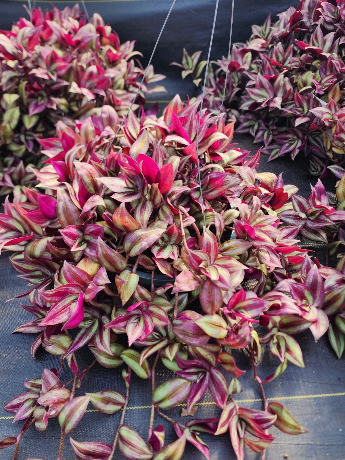Tradescantia Zebrina Cuttings - 20 Bare 8–12in Wandering Jew Propagation Cuttings