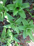 Variegated Callisia fragrans Basket Plant Pups – 2 Unrooted/Lightly Rooted Starter Plants