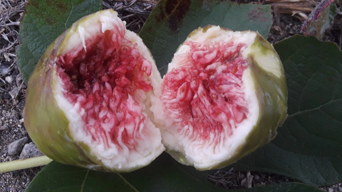 White Adriatic Fig Tree Cuttings – 5 Unrooted Ficus carica Scions for Propagation