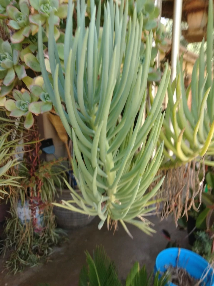 Blue Chalk Sticks Succulent Cuttings (Senecio mandraliscae) - 2 Unrooted Cuttings for Propagation