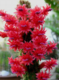 Cleistocactus samaipatanus - Large Unrooted Cutting