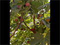 Hardy Chicago Fig Cuttings – 20 Unrooted Ficus carica Cuttings for Propagation