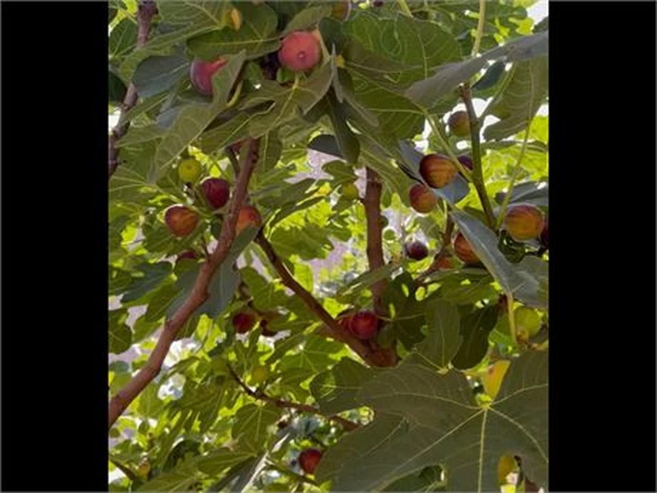 Hardy Chicago Fig Cuttings – 20 Unrooted Ficus carica Cuttings for Propagation